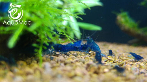 Camarão Neocaridina Blue F. Dream 10 Un + Bloody Mary 10 Un.