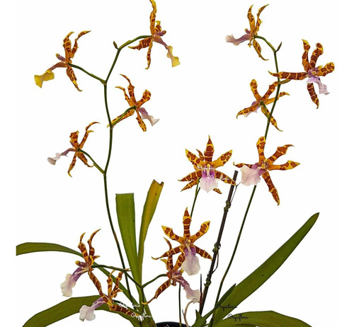 Orquídea Miltonia Clowesii Planta Adulta Flor Amarela-marrom | MercadoLivre