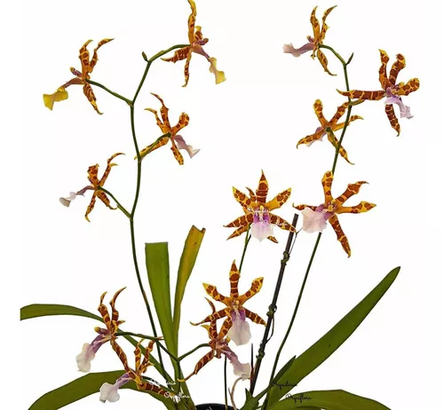 Orquídea Miltonia Clowesii Planta Adulta Flor Amarela-marrom