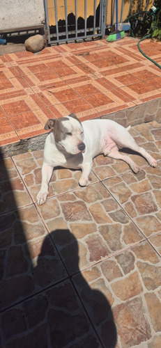Cachorro América Bully