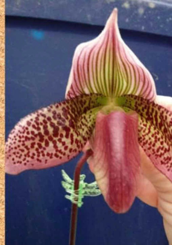 Imagen 3 de 10 de Orquídeas Paphiopedilums O Zapatitos