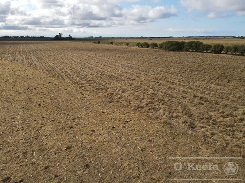 Imagen 20 de 26 de 100 Has En Punta Indio - Excelente Acceso - Ideal Haras!