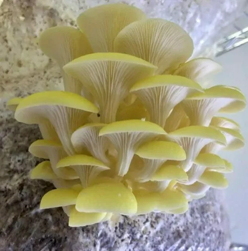 Micelio Liquido De Seta De Ostra Amarilla Pleurotus Citrinop