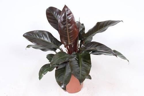 Philodendron Imperial Red  M14