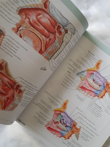 Featured image of post Atlas De Anatomia Humana Netter 7Ma Edicion O nico atlas de anatomia ilustrado por m dicos