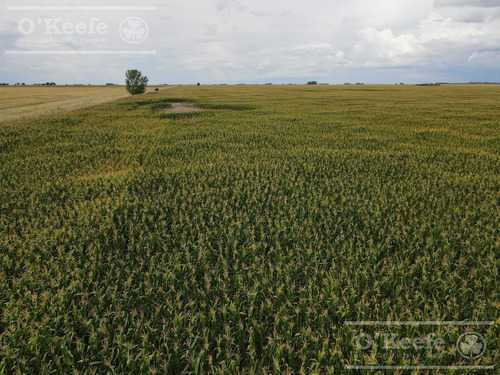 Imagen 3 de 16 de Campo 100% Agrícola - 1000 Has En General Lamadrid