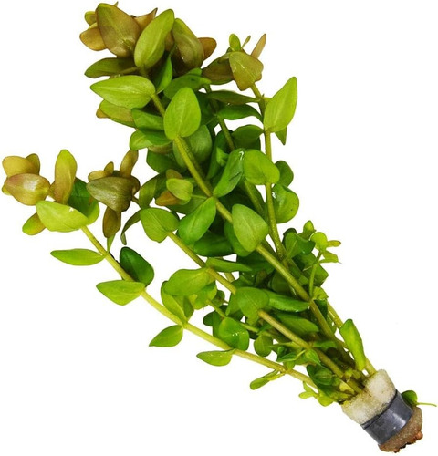 Bacopa Caroliniana, Planta Acuática X 6