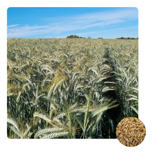 Sementes De Triticale Iac 5 Caninde - 500g
