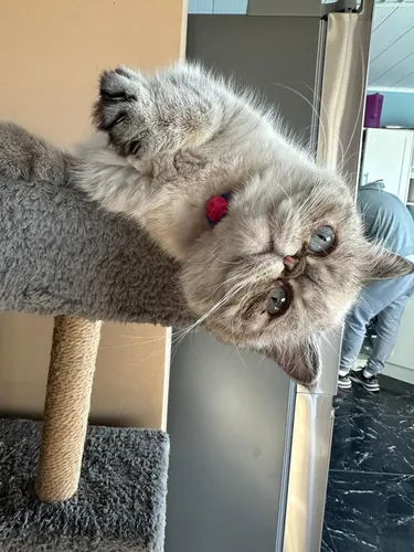 Gato Persa Exótico Para Monta