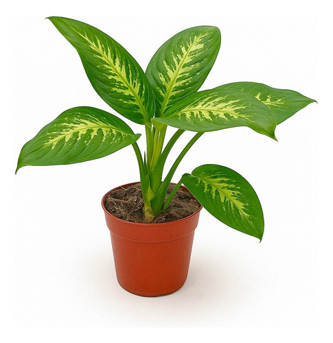 Dieffenbachia Tropic - Planta De Interior | Vivero Kaki -