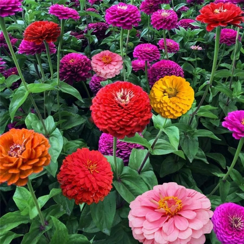 25 Semillas Zinnia Lilliput Doble Pompón - Colores Varios