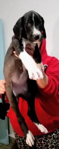 Cachorros Gran Danés .