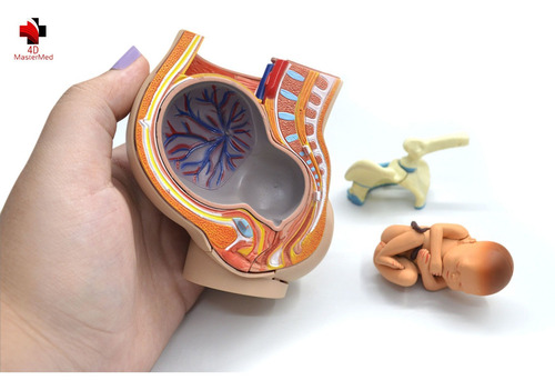 Modelo Do Corpo Humano - Pelvis Com Gravidez - 4d Master