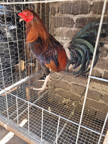 Gallos De Pelea (Usado)