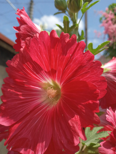 50 Sementes De Malva Real Vermelha