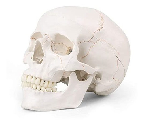 Miirr Cráneo Humano Con Calvario Extraíble, Calavera Humana 