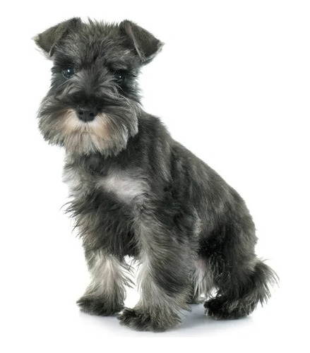 Cachorro Schnauzer Mini. 08