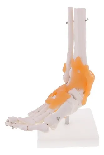 1:1 Lifesize Skeleton Model Pie Tobillo Hueso De Humano