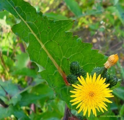 Serralha Sonchus + Couve Manteiga Sementes P/ Mudas