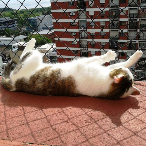 Imagen 1 de 10 de Red Negra Fuerte Trenzada Seguridad Bebe Gatito Gatos Perros