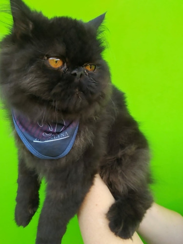Imagem 3 de 4 de Gato Persa