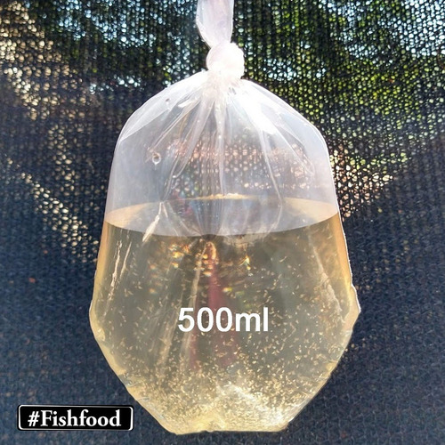Daphnia Magna - 2x Porção Viva Reforçada 500ml Cada + Ração