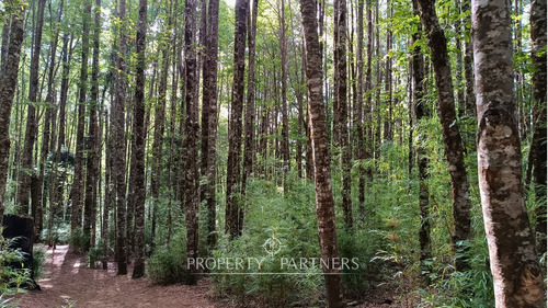 Lindo Terreno En Reserva Biológica Huilo Huilo
