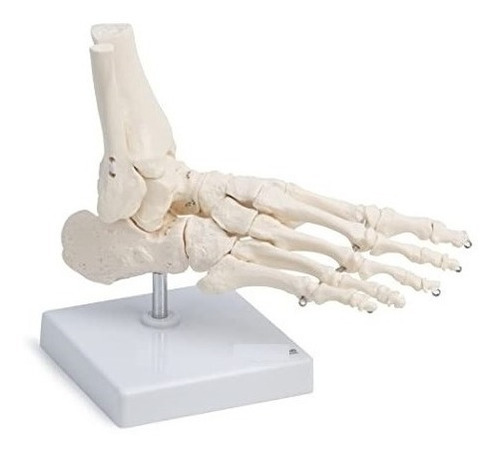 Modelo Anatomico Del Pie Humano Tamaño Real 21,5cm
