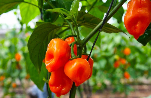 Semillas Habanero Manzano