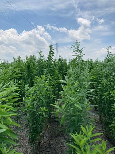 Semilla De Crotalaria Juncea, Sun Hemp, 20 Kg