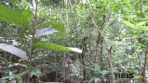 Imagem 14 de 30 de Sítio À Venda, 10000 M² Por R$ 250.000,00 - Piedade - Piedade/sp - Si0017