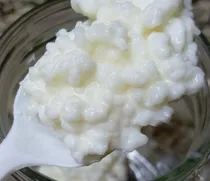 Comprar Kéfir, Hongos De Leche, Búlgaros