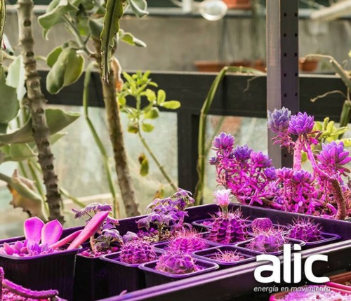 Imagen 3 de 5 de Lámpara Led Alic Cultivo Indoor Growing 50 W X 2 U.