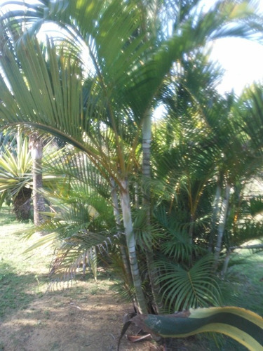 Imagem 16 de 24 de Sitio/chácara De Tangerina