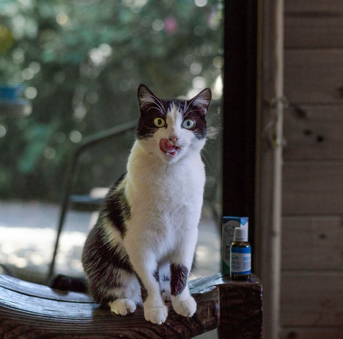 Cimasur - Beilschmiedia Cs Bienestar Articular Perros Gatos