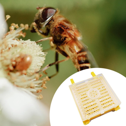 Cer Apicultores Kit De Injerto De Abejas Conjunto De
