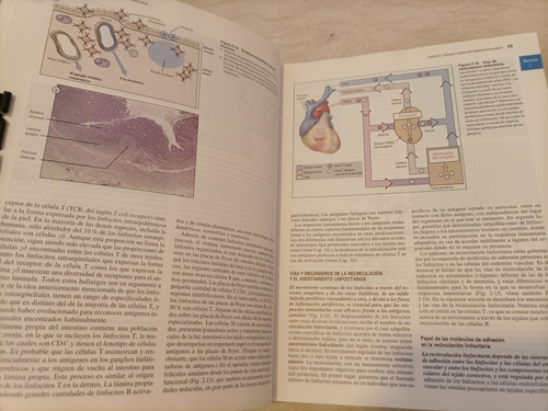 Libro. Inmunología Celular Y Molecular. 4a Ed. Abbas. (Usado)