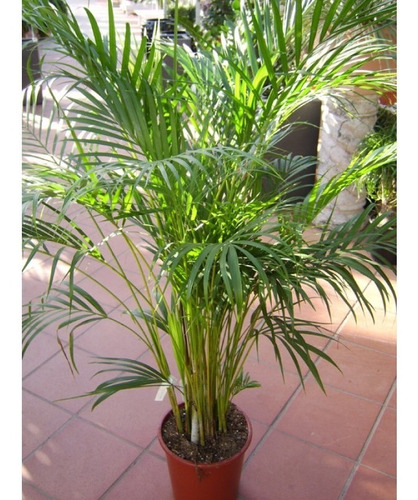 Planta De Areca!