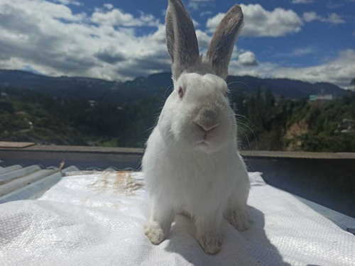 Imagen 2 de 7 de Conejos De 1 Y 6 Meses De Edad Para Consumo O Mascota.