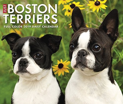 Just Boston Terriers 2019 Box Calendar (dog Breed Calendar)