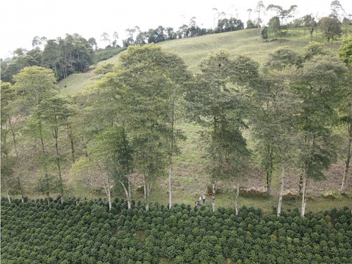 Se Vende Finca Cafetera Génova Quindío