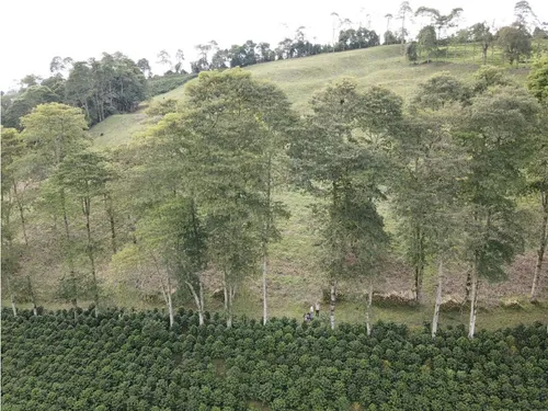 Se Vende Finca Cafetera Génova Quindío