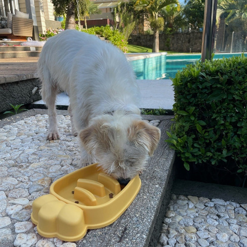 Comedouro Lento Nyp Educativo Interativo Adestramento Cães Cor Cenoura Azul