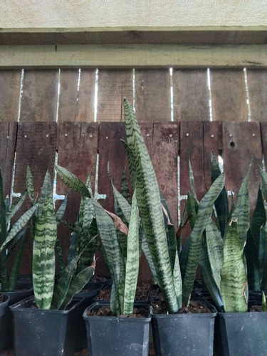 Planta Sansevieria O  Lengua De La Suegra   30-45 Cm 