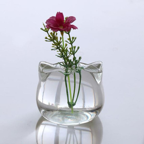 Cabeça De Gato Planta Hidropônica Vaso De Flores