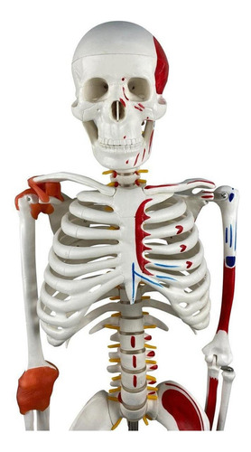 Torso Bissexual De 45 Cm + Esqueleto De 85 Cm Com Ligamentos