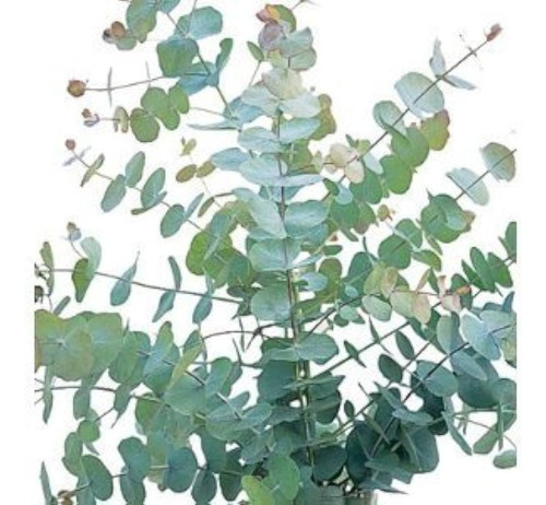 Eucalyptus Medicinal ,cinerea ,precios Especiales Por Mayor!