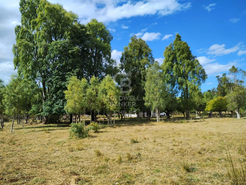 Pradera Y Bosque Nativo I Frutillar