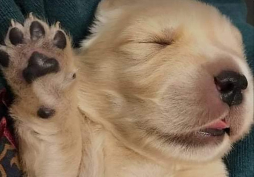 Imagen 2 de 7 de Cachorros Golden Prontos A Entregar En Diciembre! Reserva Ya