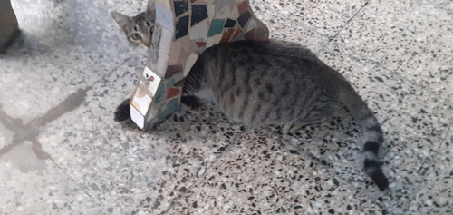 Gato Y Gata Castrada En Adopcion Subo Mas Fotos A La Noche